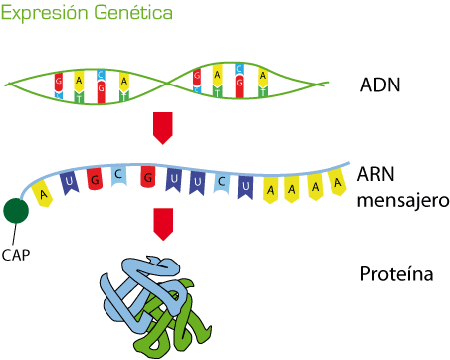 Definició d'ARN