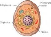 Definition of Cytoplasm