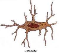 Definice osteocytů