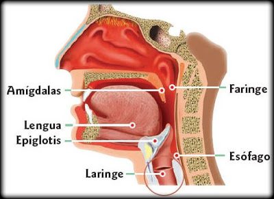 Definição de laringe
