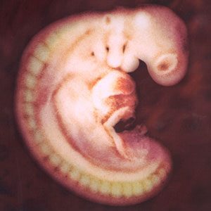 Definició d'embrió