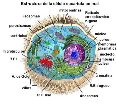 Definice živočišné buňky