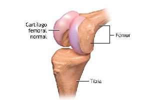 Definição de Cartilagem