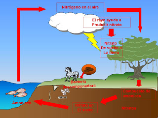 氮循环的定义