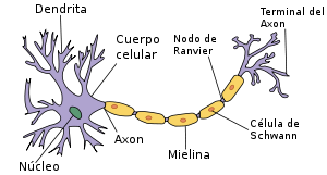 Definice neuronu