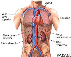 Definició de sistema circulatori