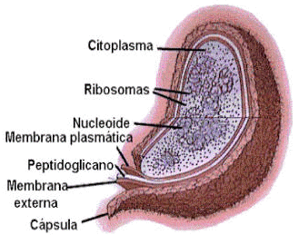 Definition of Prokaryotic Cell