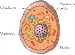 Kahulugan ng eukaryotic cell