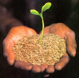 Määritelmä Seed