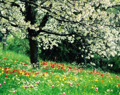 Định nghĩa của mùa xuân