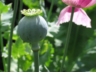 Määritelmä Oopium