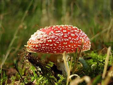 Definice houby