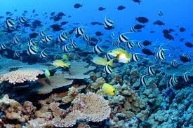 Definició d'ecosistema aquàtic