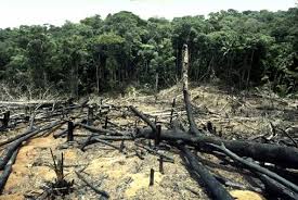Definice odlesňování