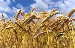 小麦的定义