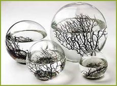 Definition of Ecosphere