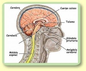 Definice centrálního nervového systému